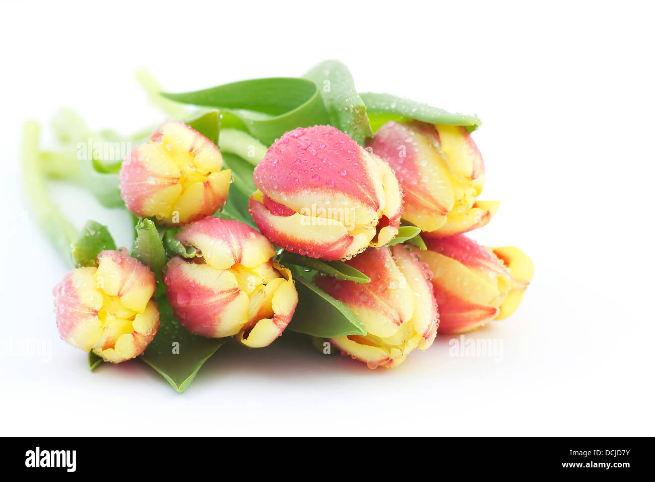 Colorful fresh spring tulips flowers Stock Photo - Alamy