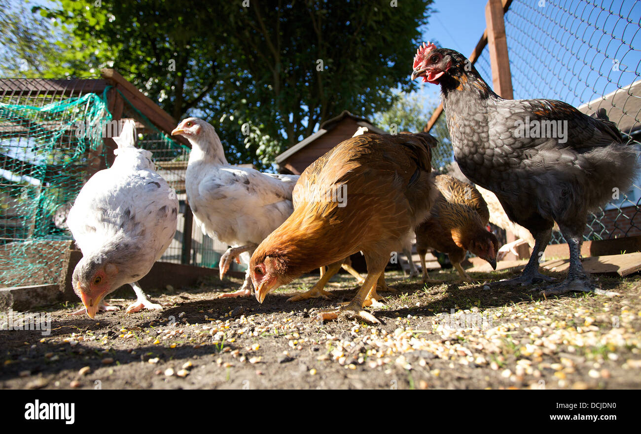 Free range chickens Stock Photo Alamy