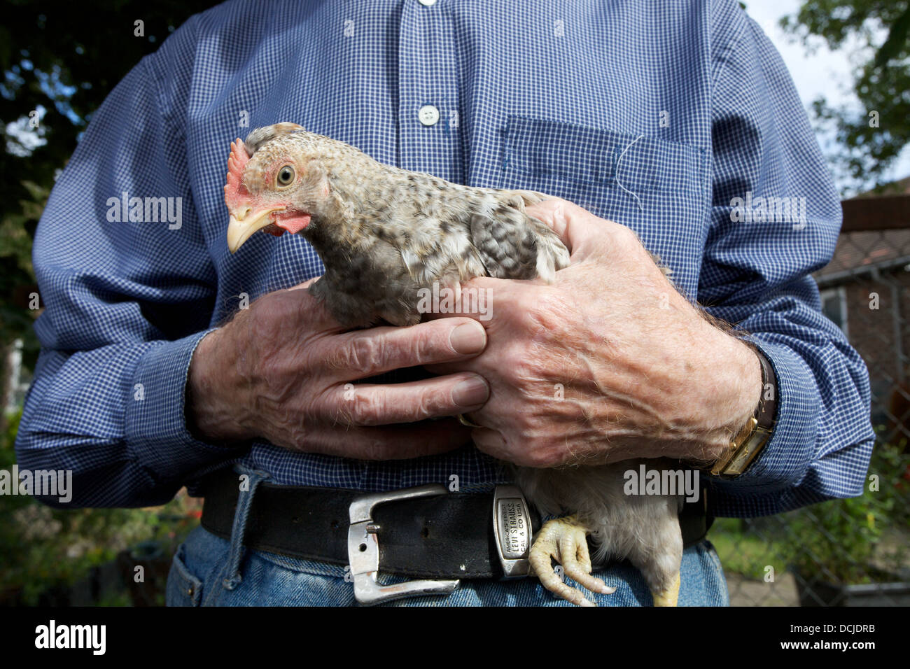 A man holding a hen chick Stock Photo Alamy