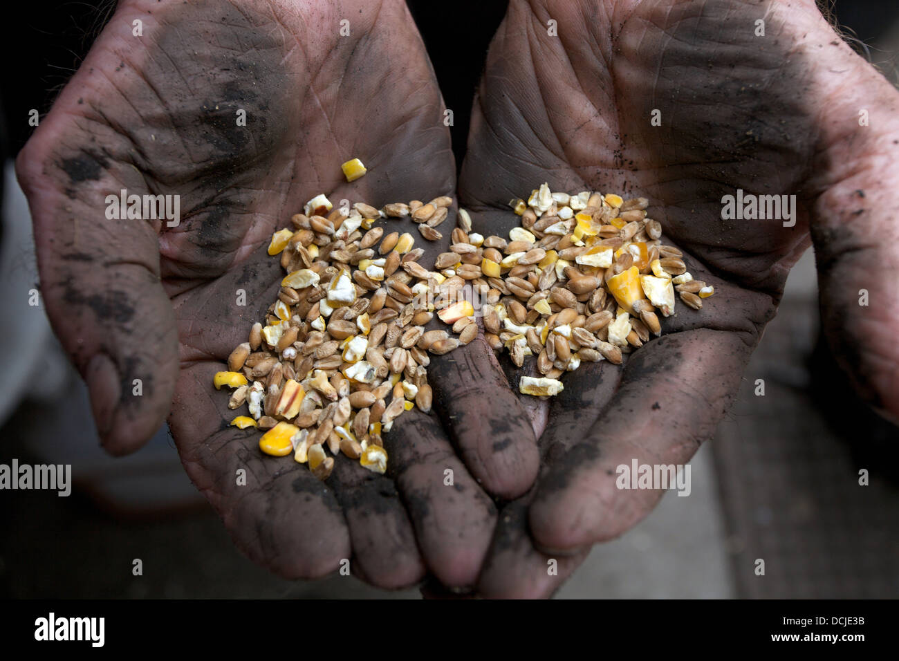 Chicken feed corn hires stock photography and images Alamy