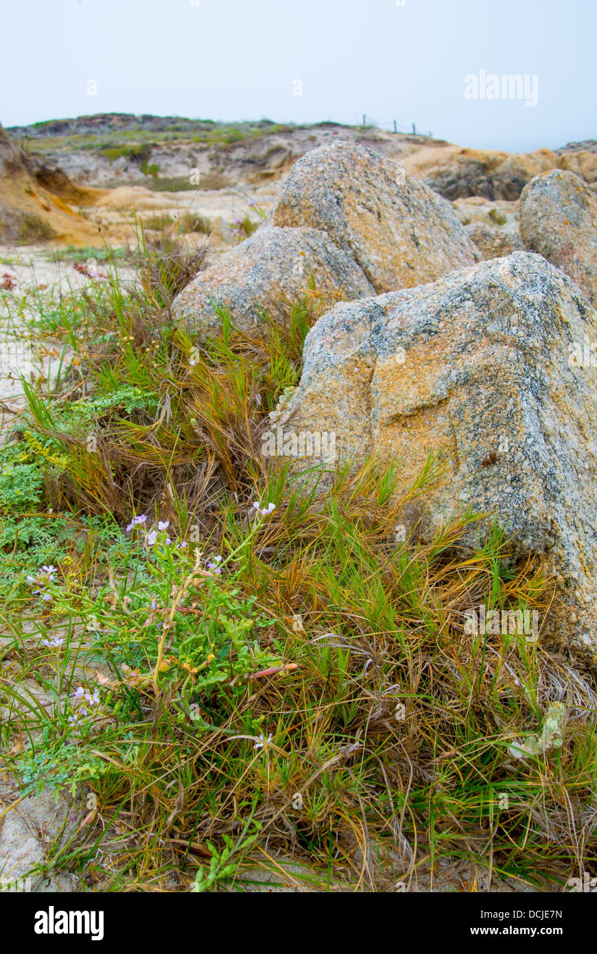 beach flora (strand) and rocks at the tidal zone, Asilomar state beach, Pacific Grove, Monterey Peninsula California Stock Photo