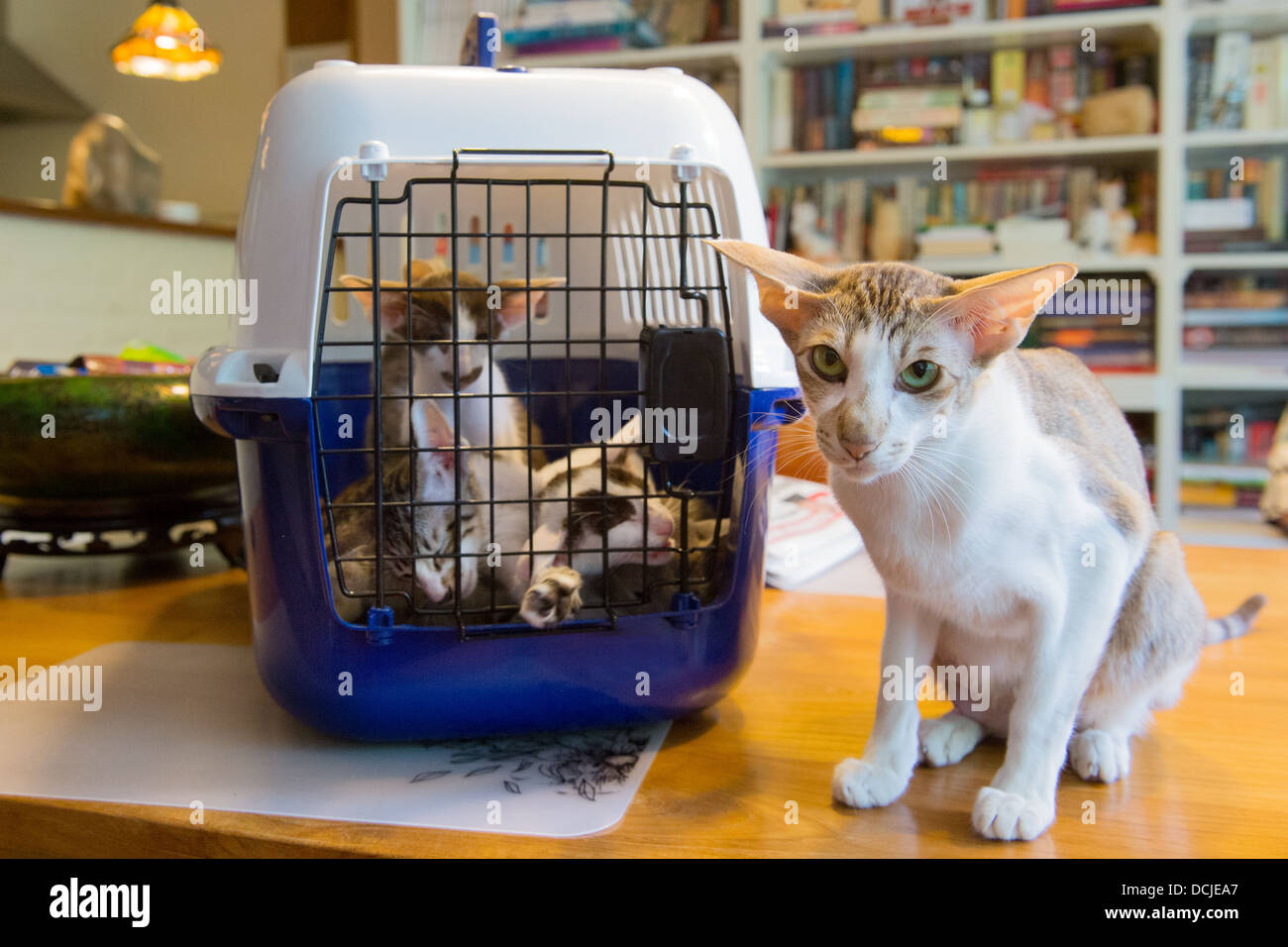 Kitten transport deals