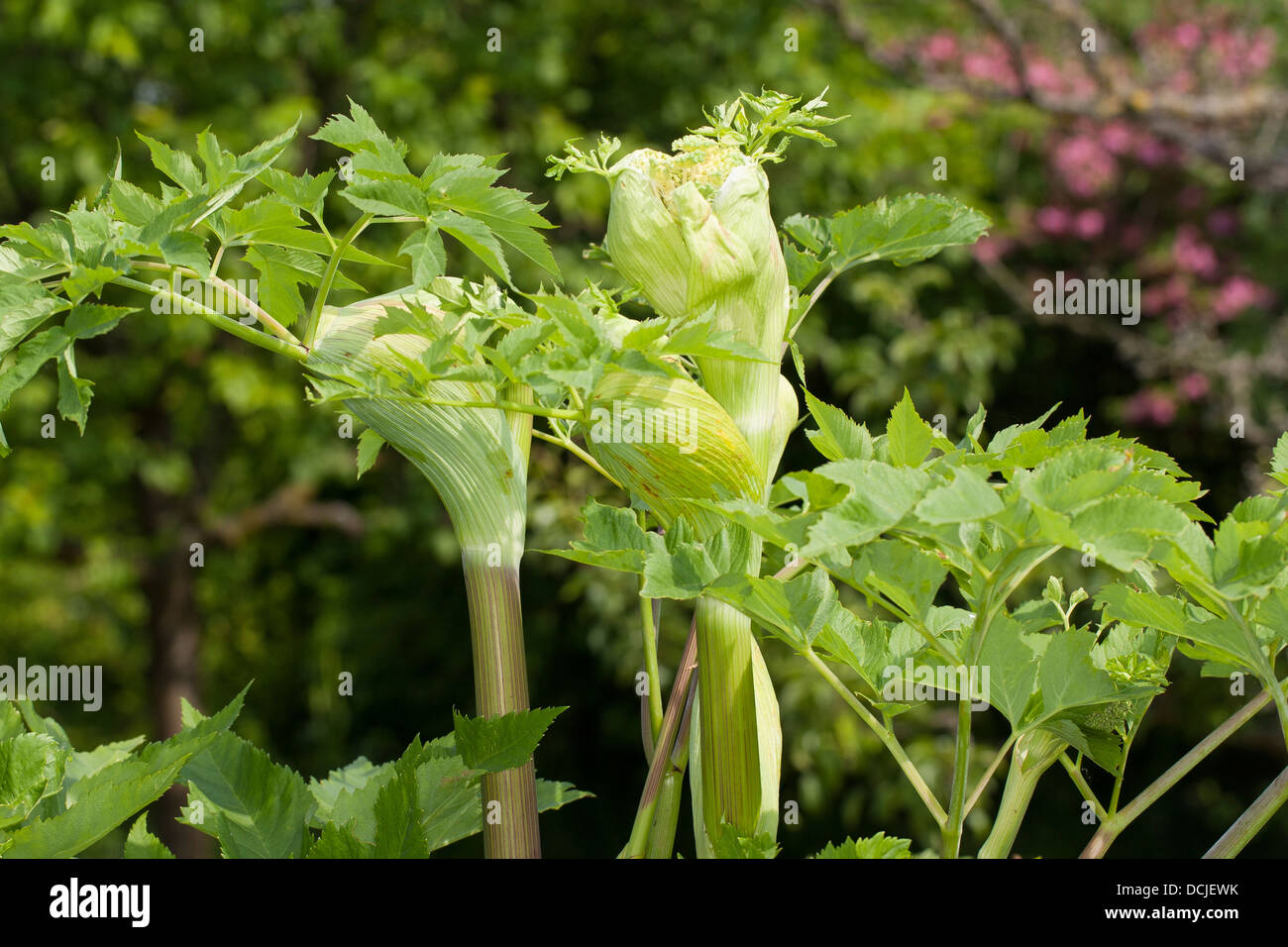 Archangel, Angelica, Holy Ghost, Wild Celery, Norwegian angelica