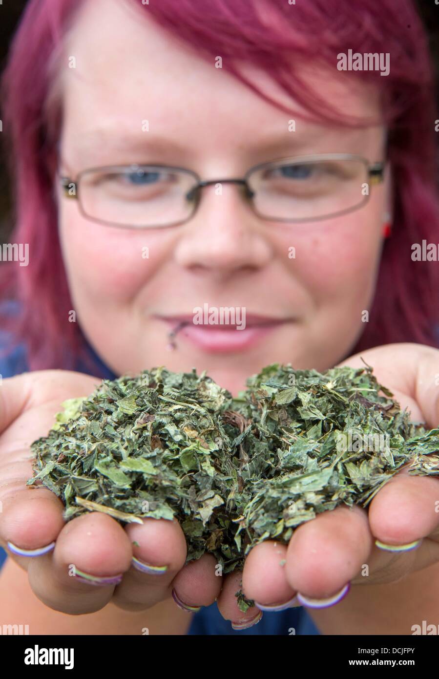 Employee of the company Agrarprodukte Ludwigshof, Liane Kopp, presents lemon balm in Ranis, Germany, 19 August 2013. Thuringia's Minister of Agriculture intends to encourage the cultivation of medicinal plants in Thuringia. Photo: Michael Reichel Stock Photo