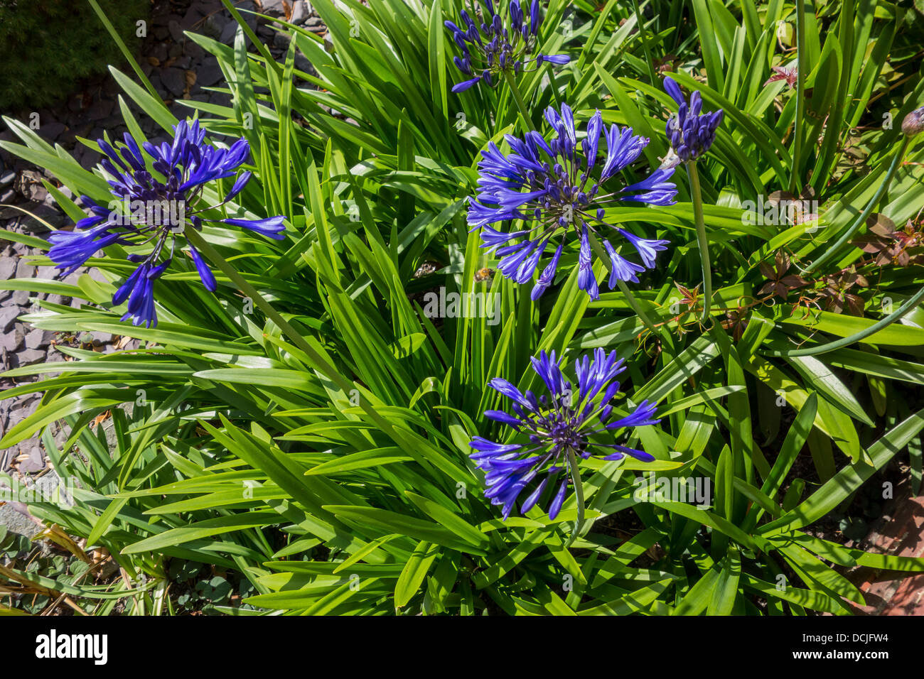 Agapanthus Blue flowers Stock Photo