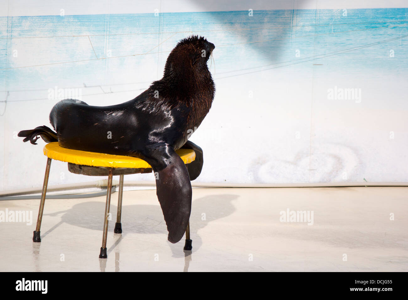 Seal is sitting on chair Stock Photo Alamy