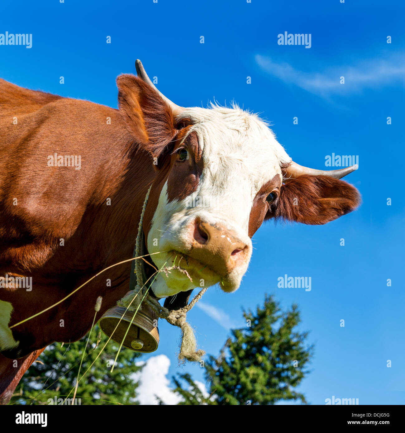 Cow, farm animal in the french alps, Abondance race cow, savy, beaufort sur Doron Stock Photo