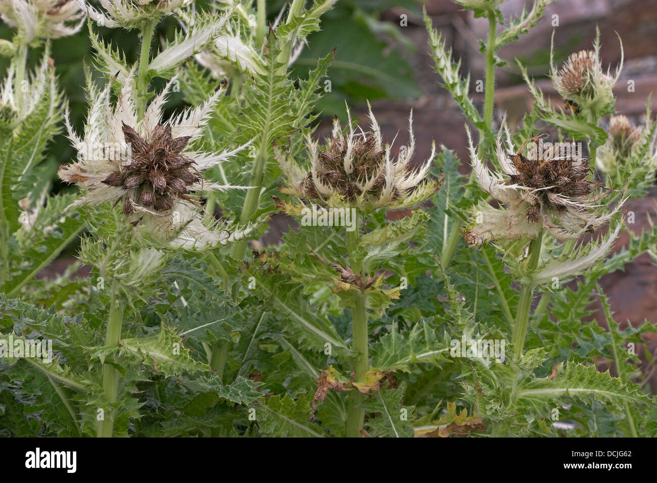 Spiny Thistle, Alpen-Kratzdistel, Alpenkratzdistel, Kratzdistel, Distel, Cirsium spinosissimum Stock Photo