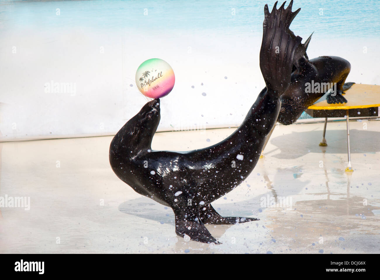 Seal Balancing Ball Dot To Dot Sheet Printable Pdf Do vrogue.co