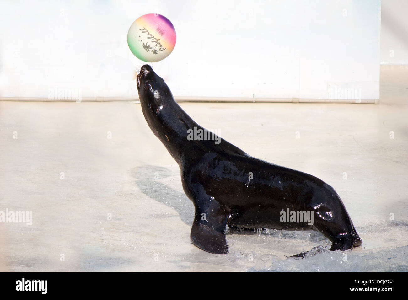 Seal ball hires stock photography and images Alamy