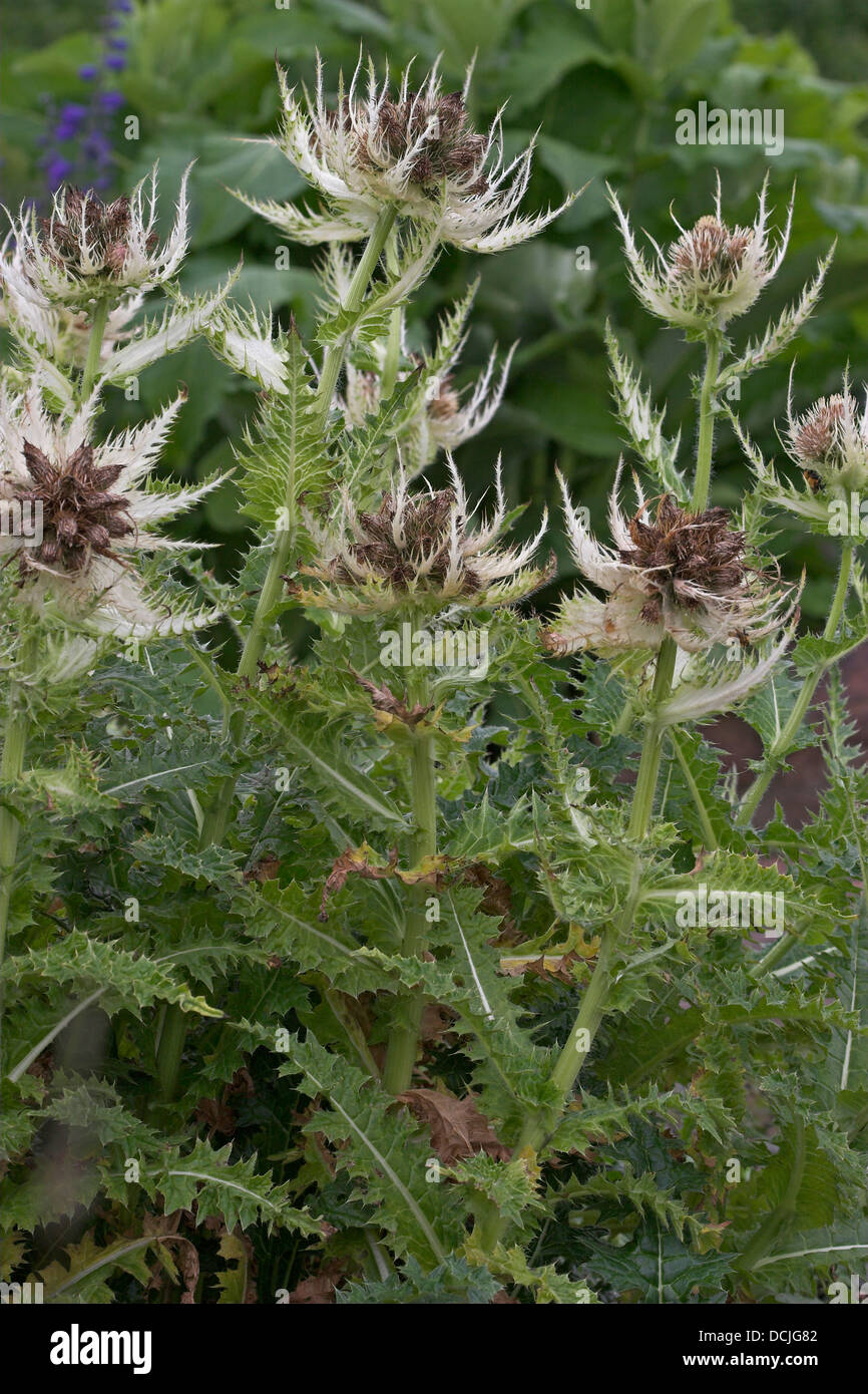 Spiny Thistle, Alpen-Kratzdistel, Alpen - Kratzdistel, Distel, Cirsium spinosissimum, Stock Photo