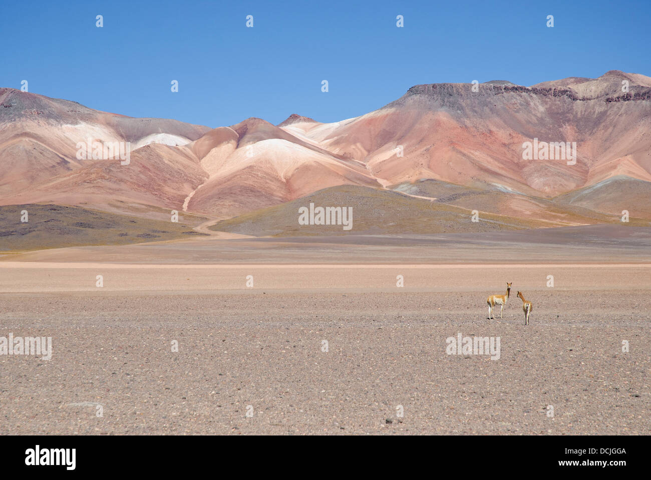 Vicuñas in the desert of Siloli, Bolivia Stock Photo