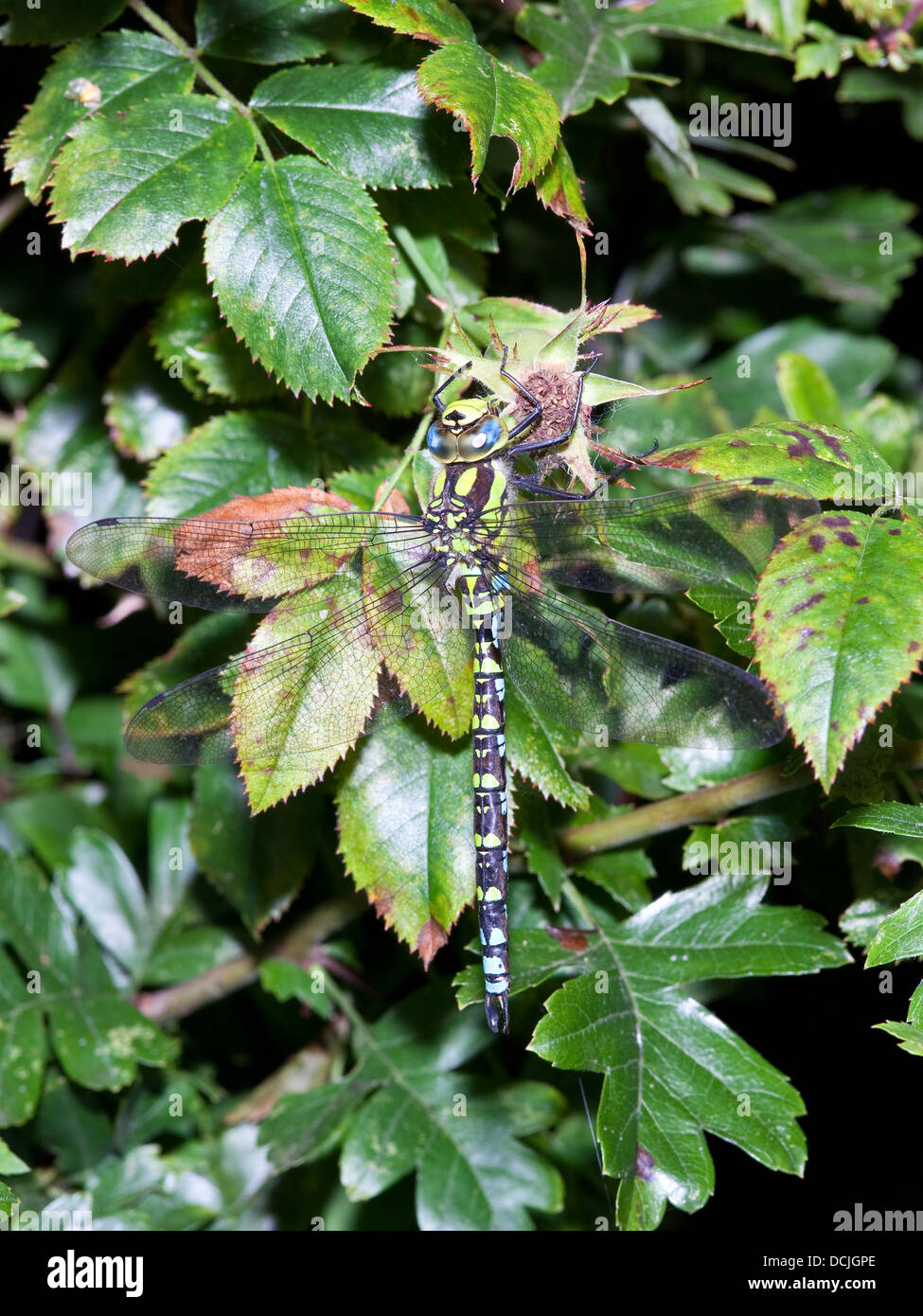 An Aeshna cyanea dragonfly resting on wild rose and Hawthorn leaves in
