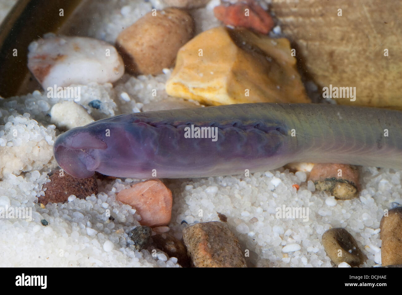 European brook lamprey, Larva, Larvae, Brook lamprey, Bachneunauge, Bach-Neunauge, Querder, Larve, Neunauge, Lampetra planeri Stock Photo