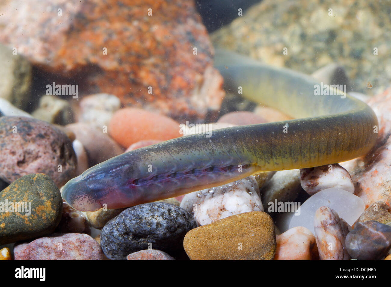 European brook lamprey, Larva, Larvae, Brook lamprey, Bachneunauge, Bach-Neunauge, Querder, Larve, Neunauge, Lampetra planeri Stock Photo