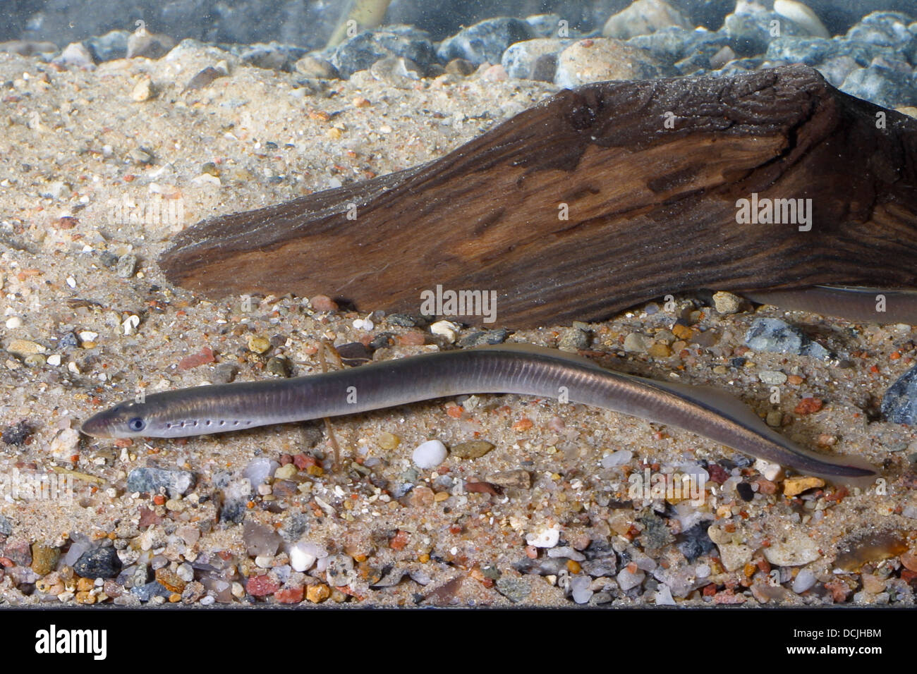 European brook lamprey, Brook lamprey, Bachneunauge, Bach-Neunauge, Neunauge, Lampetra planeri, lamprey eels Stock Photo