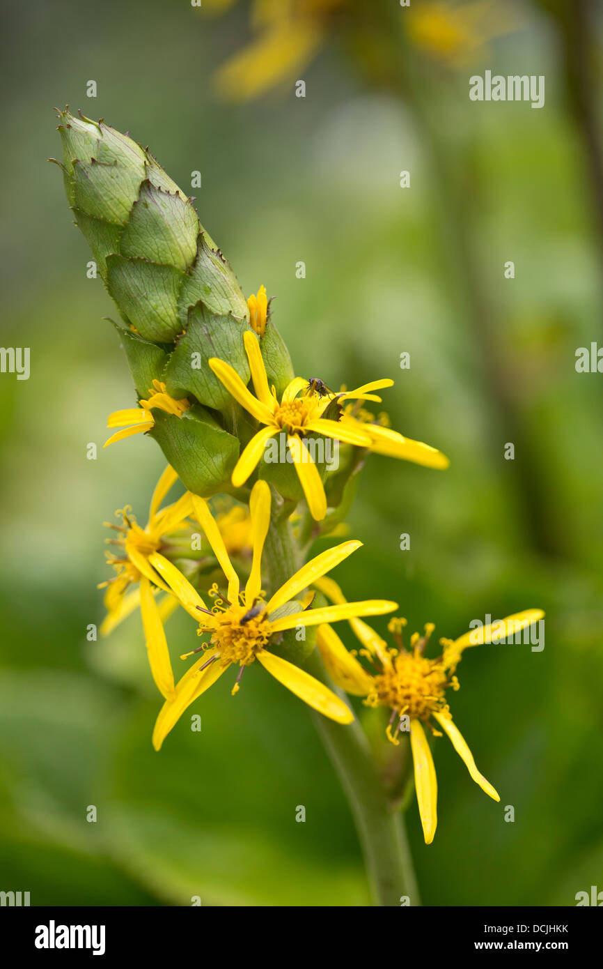 Yellow Flower Spike High Resolution Stock Photography and Images Alamy