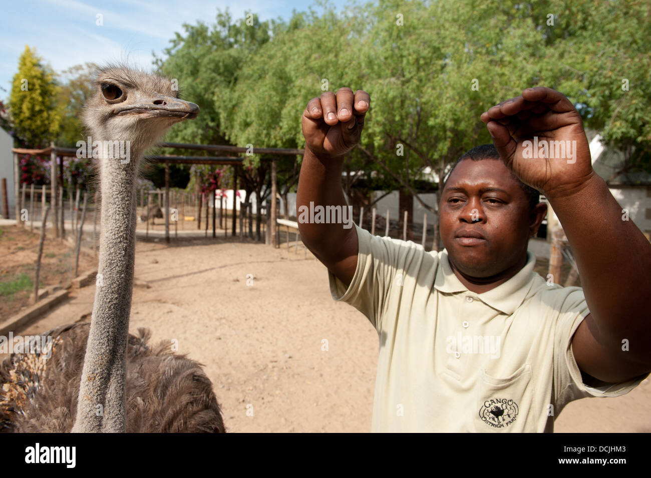 Ostrich Farm Tour, Oudtshoorn, South Africa Stock Photo