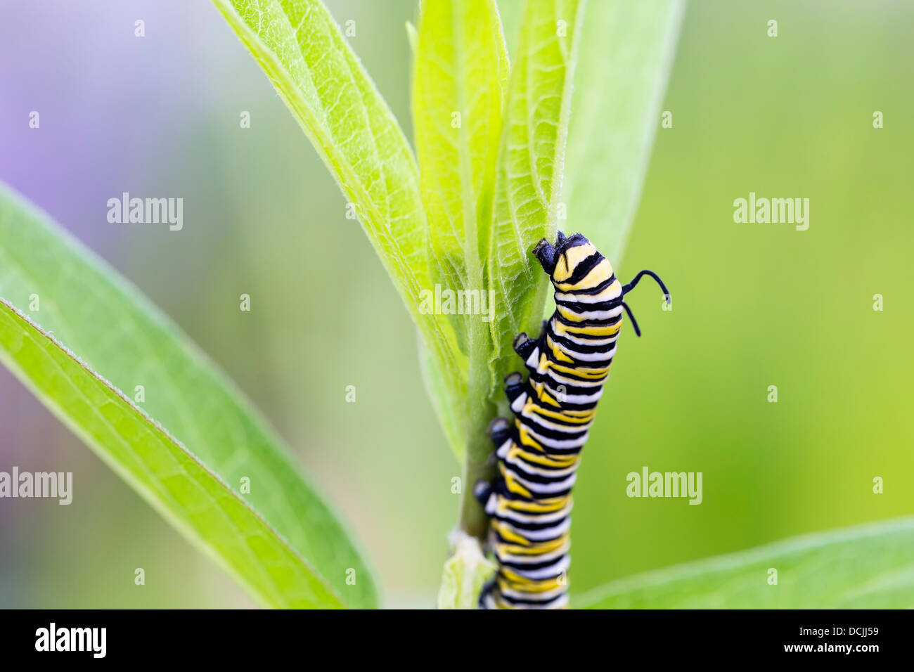 Monarch butterfly caterpillar (Danaus plexippus) on leaves Stock Photo ...