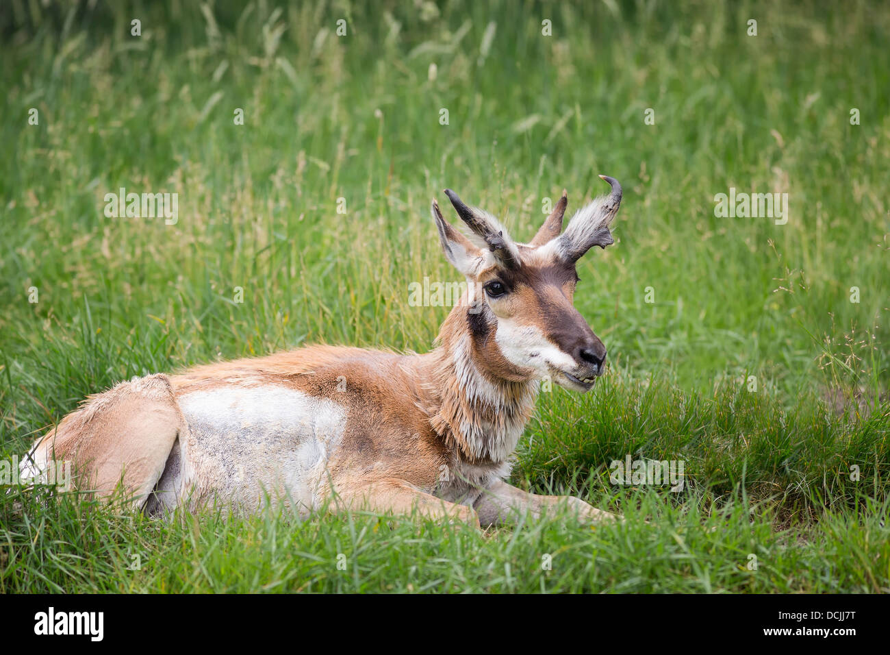 Pronghorn Antelope lying on grass Stock Photo