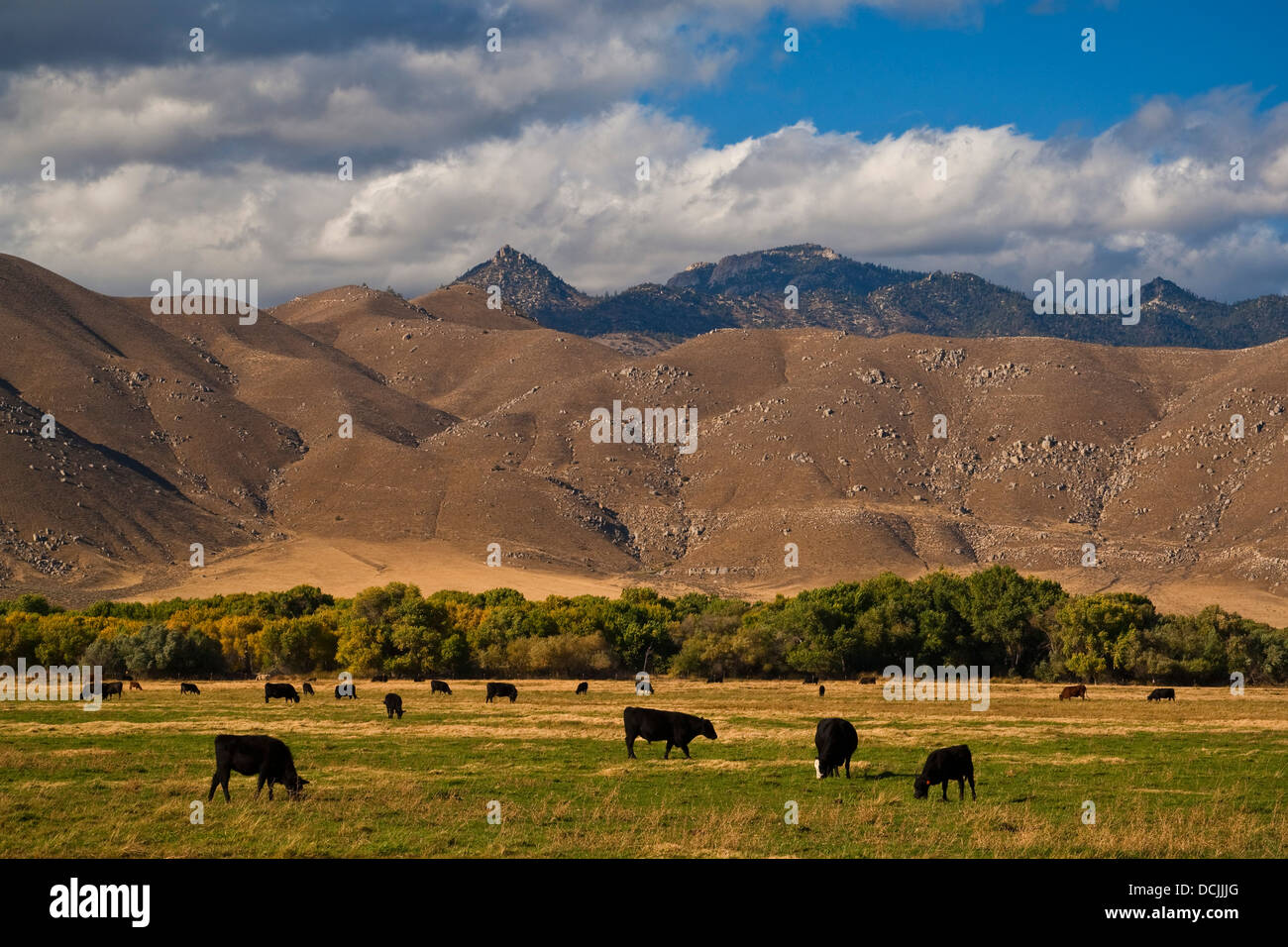 Cattle graze in pasture below rugged hills near Weldon, Kern County, California Stock Photo
