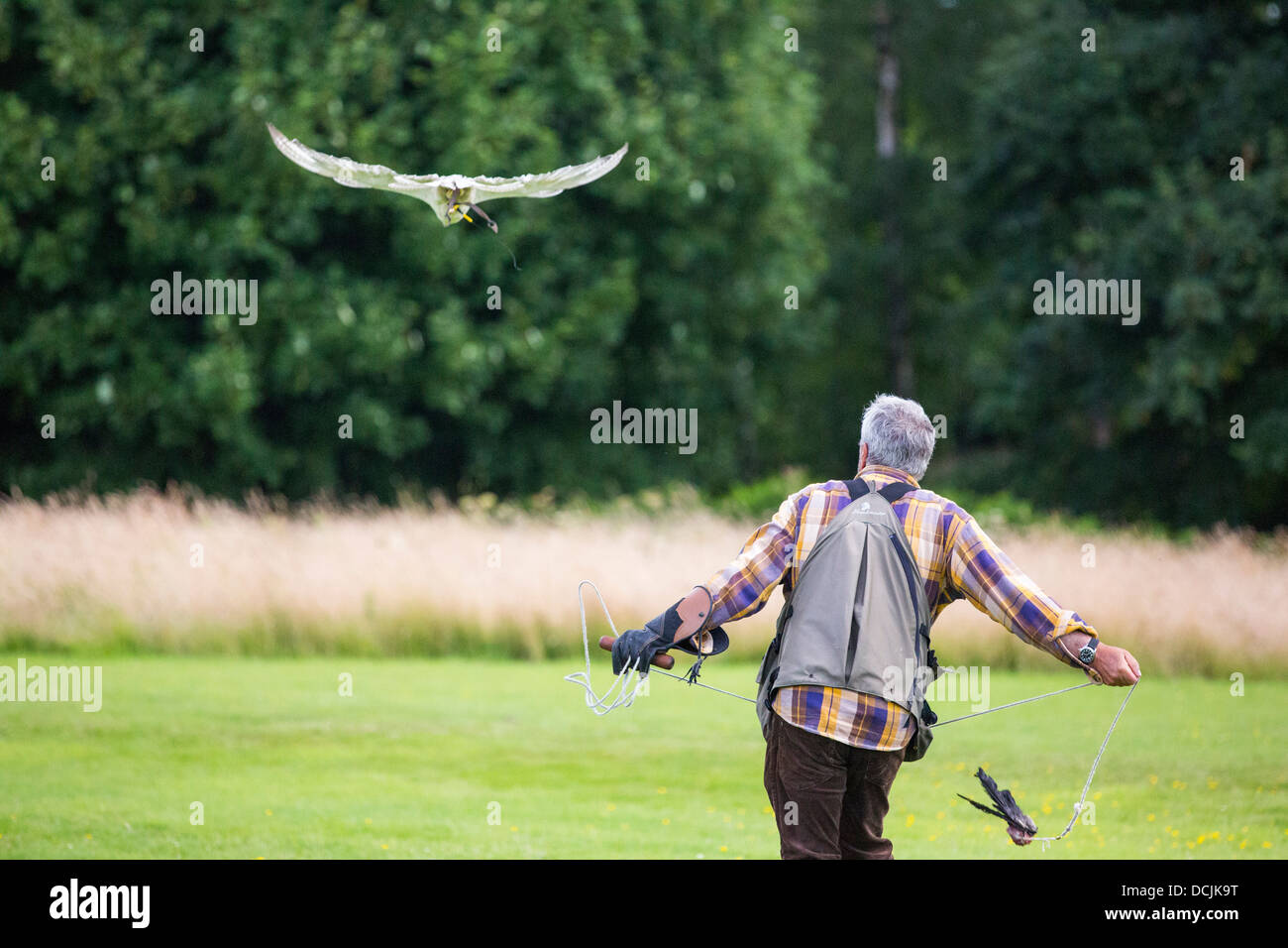 A falconry display at Lowther Bird of Prey Centre, near Penrith, Cumbria, UK, Stock Photo