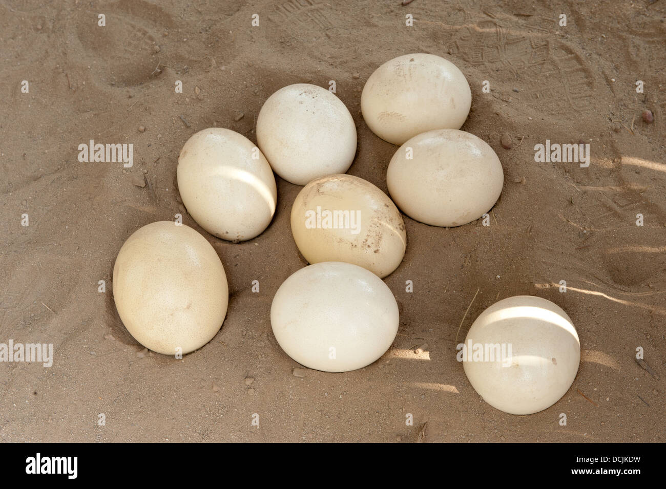 Ostrich eggs up to 7,500 years old found next to ancient fire pit in Israel