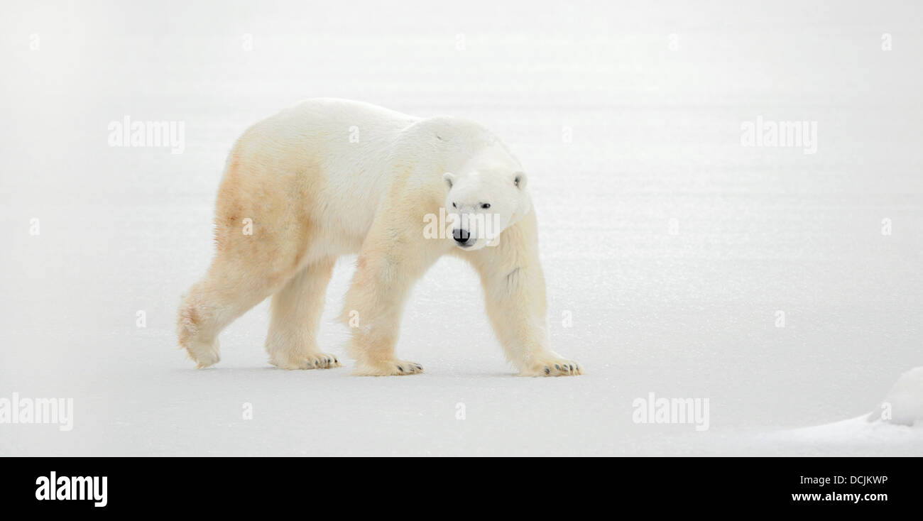 North polar animal hi-res stock photography and images - Alamy