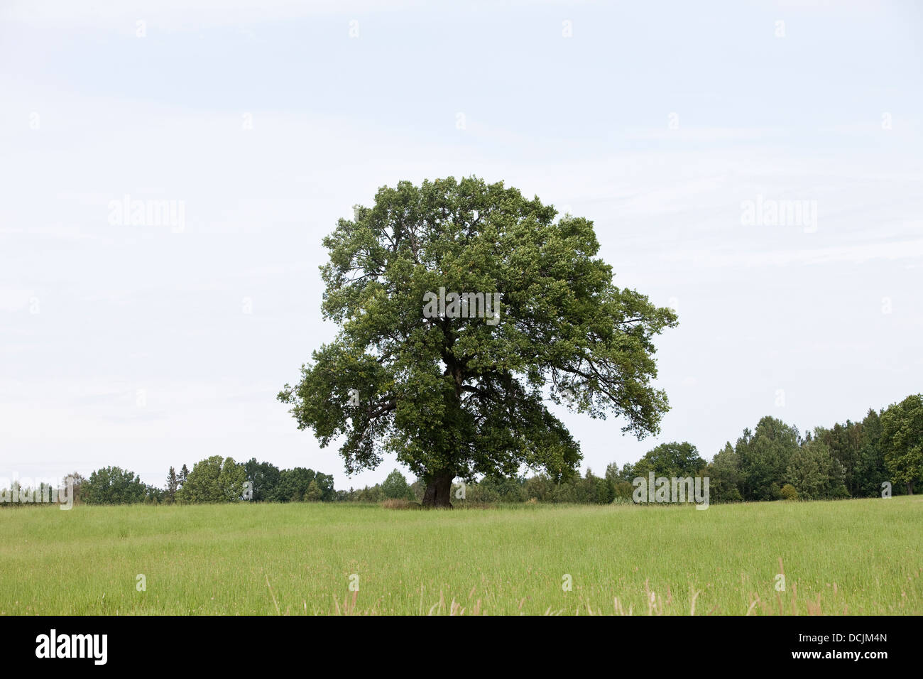 Tall Oak Leaf High Resolution Stock Photography and Images - Alamy