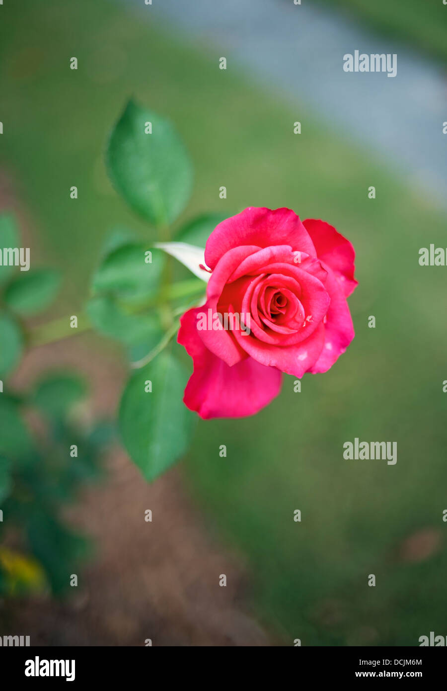A red rose against a blurred green background Stock Photo - Alamy