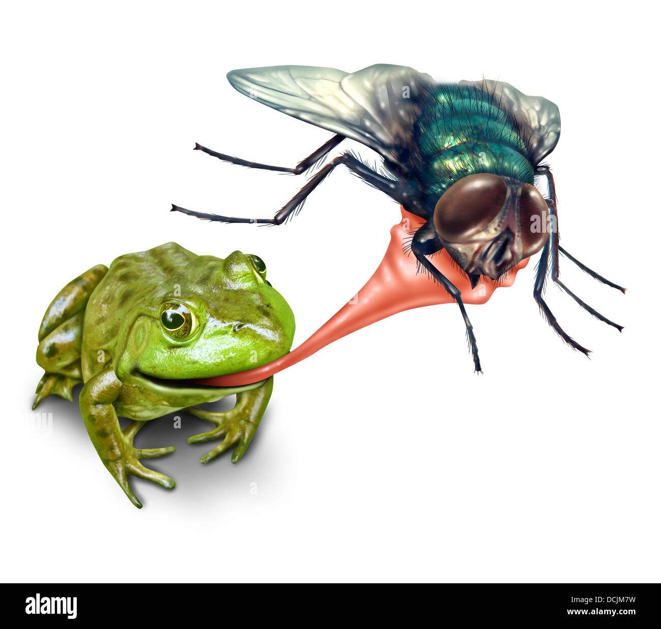 Frog catching bug with a sticky tongue shooting out as a nature concept of the natural cycle of life where a green amphibian eats a fly insect for survival on a white background. Stock Photo