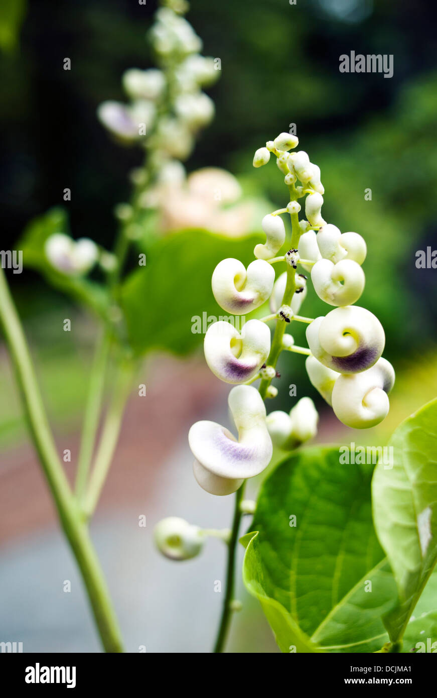 A Corkscrew Vine at Reynolda Gardens of Wake Forest University Stock
