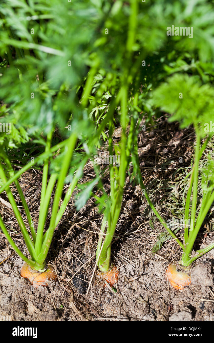 Carrot roots ground hires stock photography and images Alamy