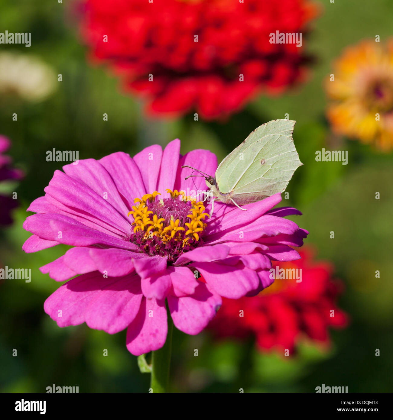 butterfly female imago Brimstone feed pollen on pink Zinnia flower close up Stock Photo