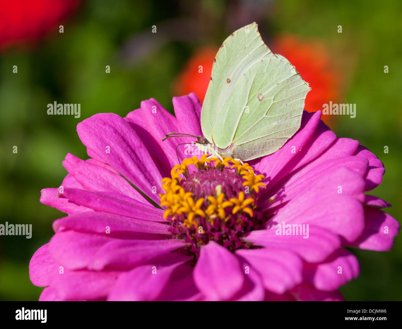 butterfly female imago Brimstone eat nectar on pink Zinnia flower close up Stock Photo
