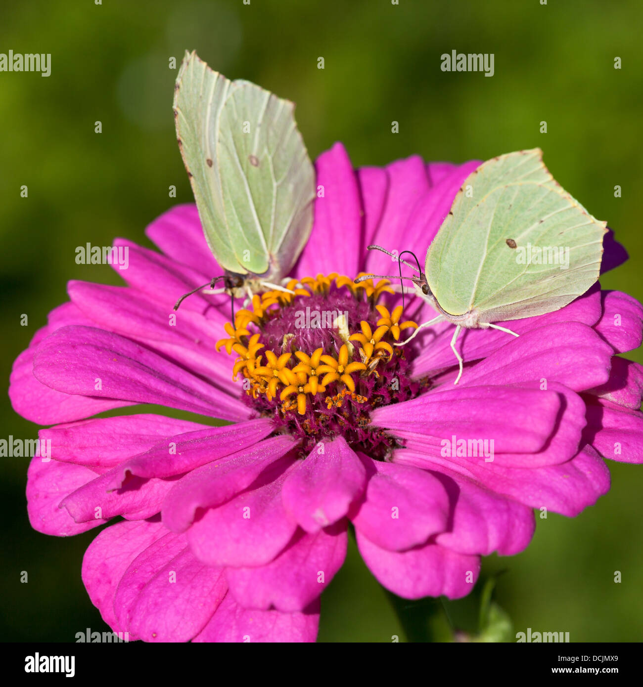 two butterflies Brimstone feed pollen on pink Zinnia flower close up Stock Photo
