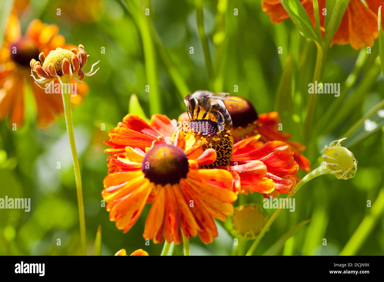 honey bee collects nectar from gaillardia flower close up Stock Photo