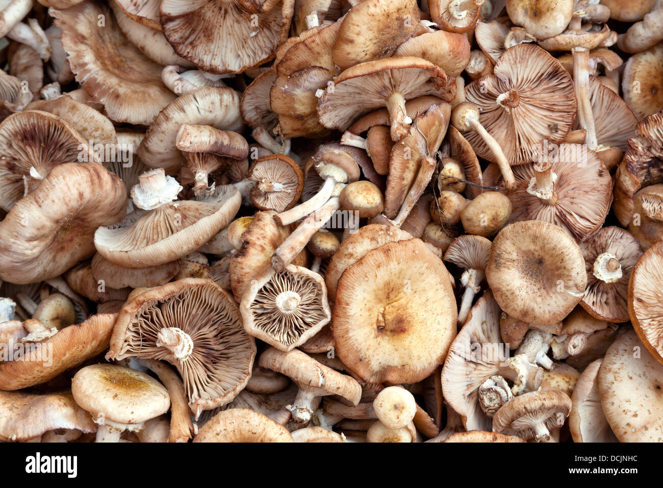 background from many fairy ring mushrooms Stock Photo