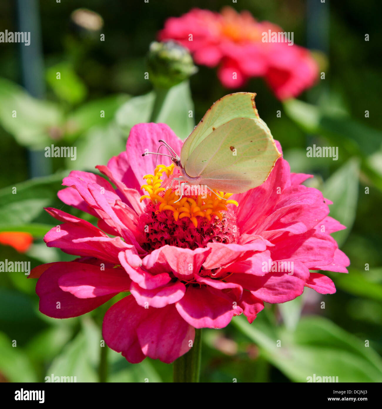 butterfly Brimstone on pink Zinnia flower macro shot Stock Photo