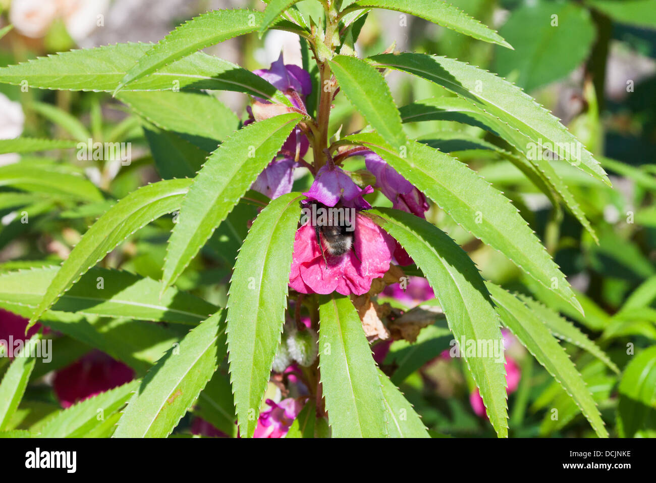 bumblebee feed nectar in garden balsam flower close up Stock Photo