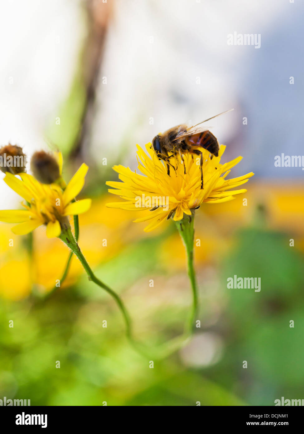 honey bee gather nectar from yellow flower of close up Stock Photo
