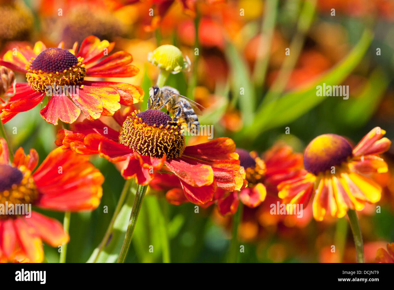 honey bee sips nectar from gaillardia flower close up in sunny summer day Stock Photo