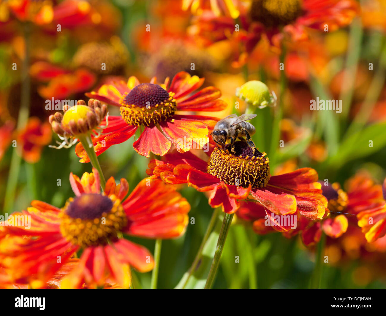 honey bee sips nectar from gaillardia flower macro shot Stock Photo