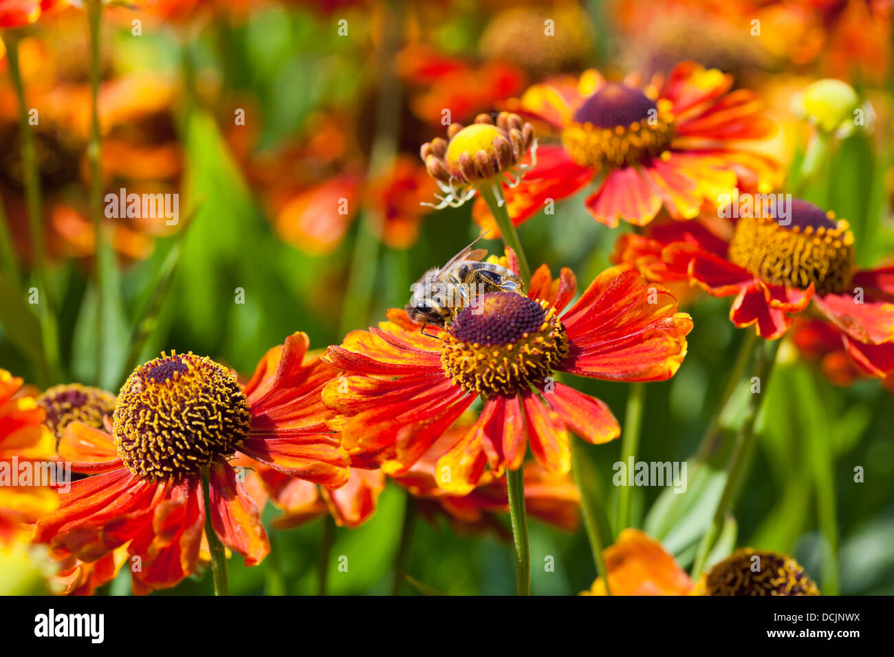 honey bee sips nectar from gaillardia flower close up Stock Photo