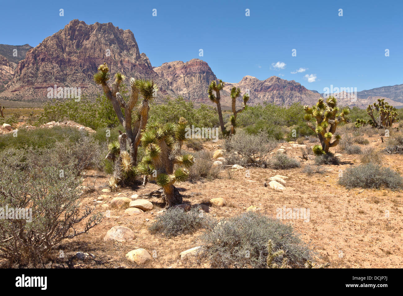 Red Rock Canyon valley and desert plants a dry and hot surrounding. Stock Photo