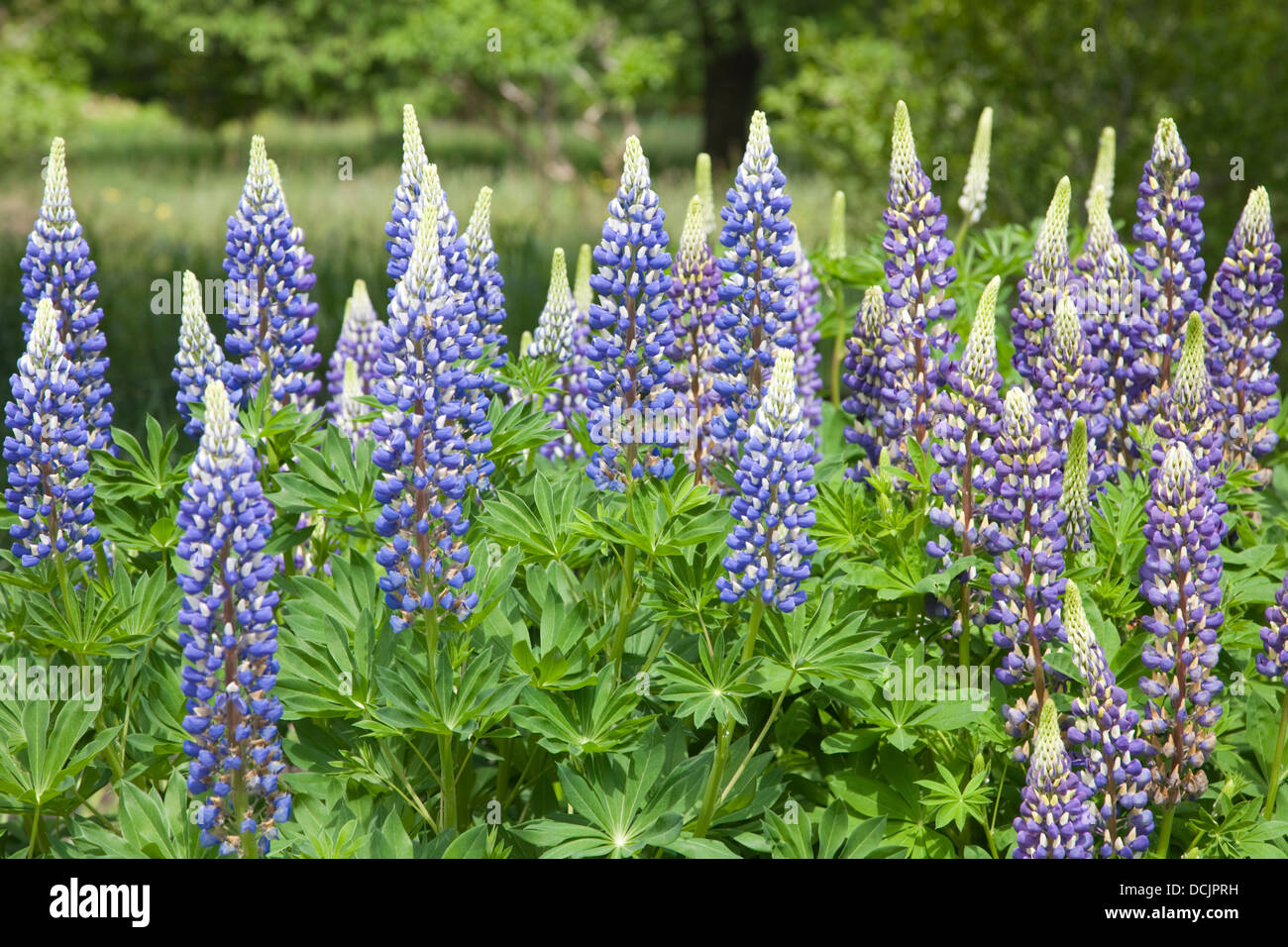 Lupin 'The Governor' flowers Stock Photo
