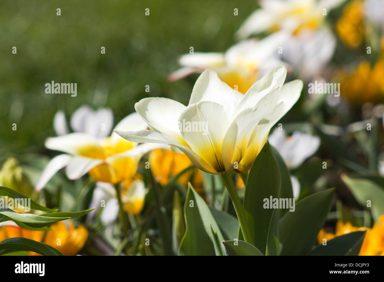 Beautiful tulips in Keukenhof Garden Stock Photo - Alamy