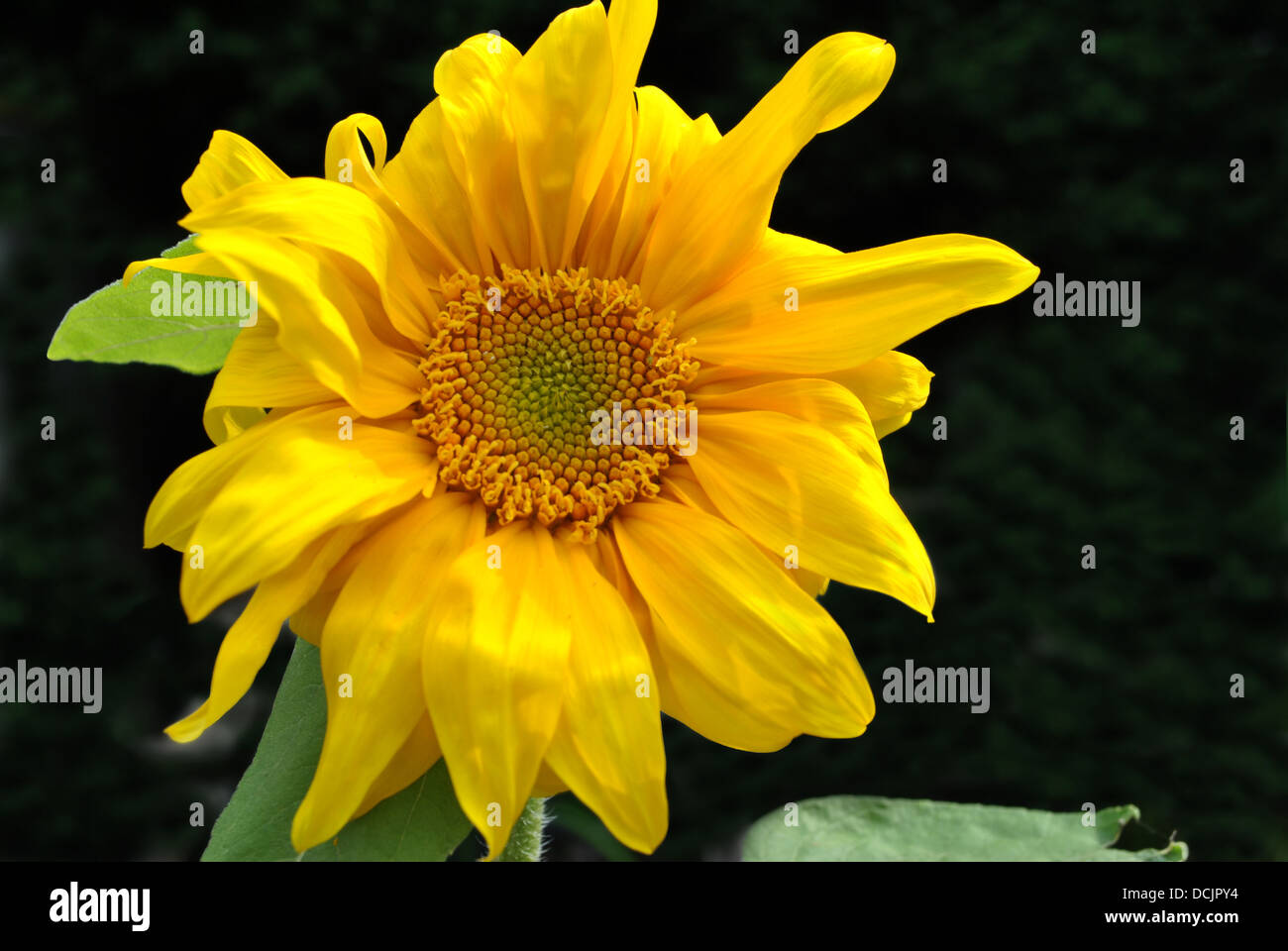Sunflower Latin name Helianthus annuus Stock Photo Alamy