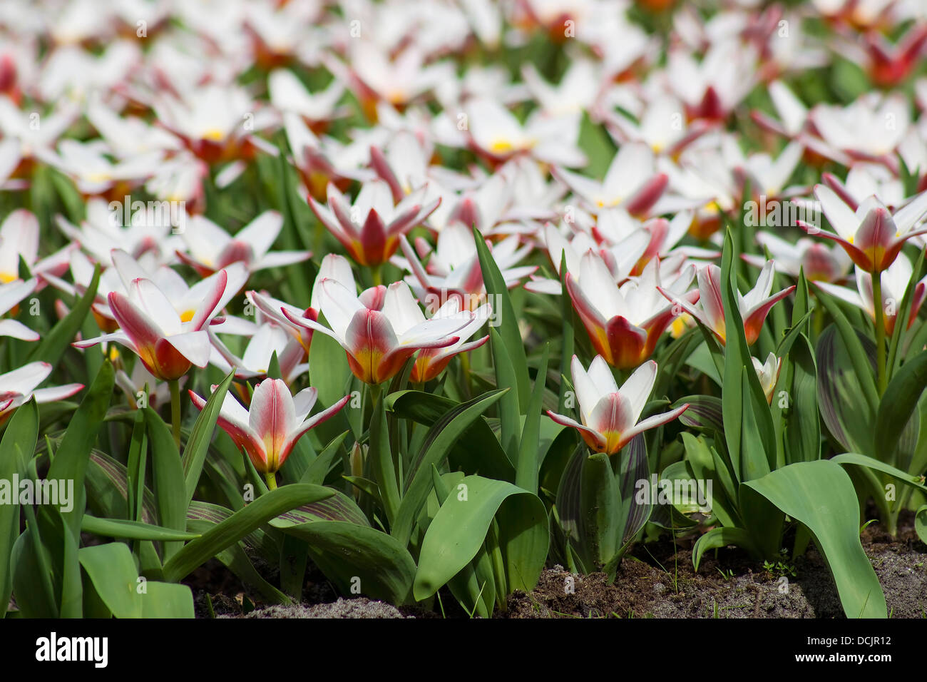 Beautiful tulips in Keukenhof Garden Stock Photo - Alamy