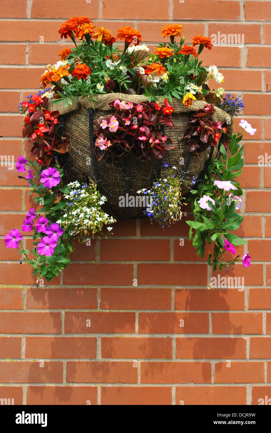 Hanging basket with bedding plants Stock Photo